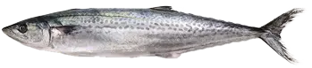 鰆