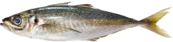 鯵