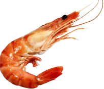 鰕