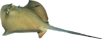 鱏