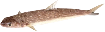 鱛