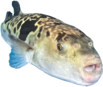 鰒