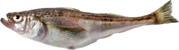 鰰