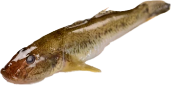 鯊