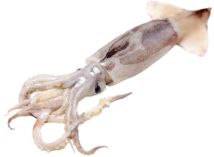 魷