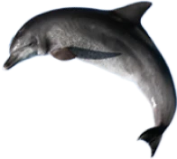 鯆