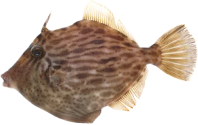 鮍
