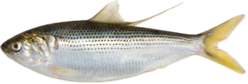 鮗