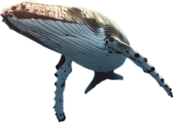 鯨