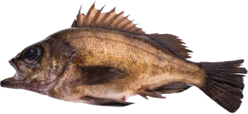 鮴