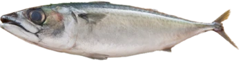鯖