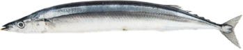 鰶