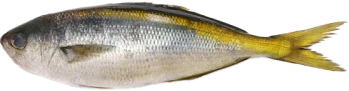 鰖