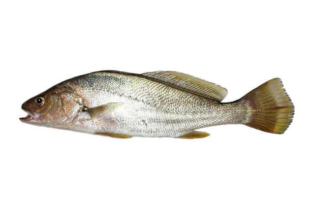 鮸